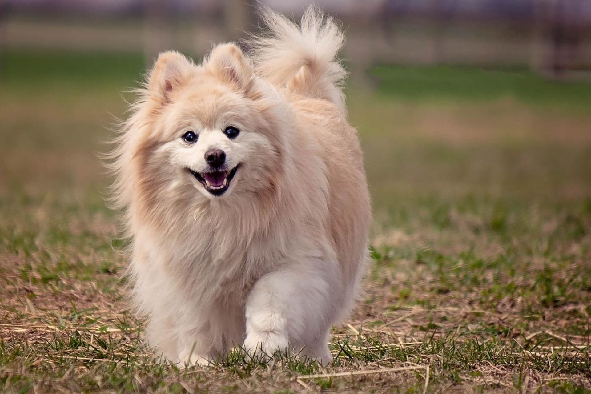 Most famous pomeranian on sale
